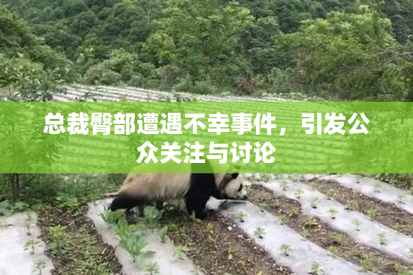 总裁臀部遭遇不幸事件，引发公众关注与讨论