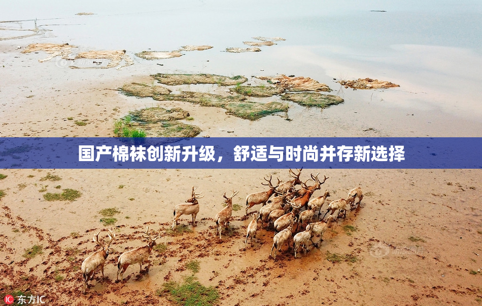 国产棉袜创新升级，舒适与时尚并存新选择