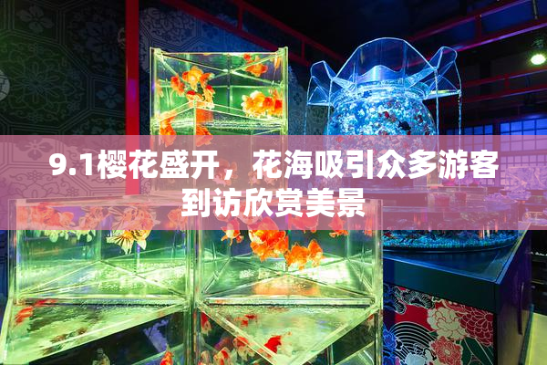 9.1樱花盛开，花海吸引众多游客到访欣赏美景