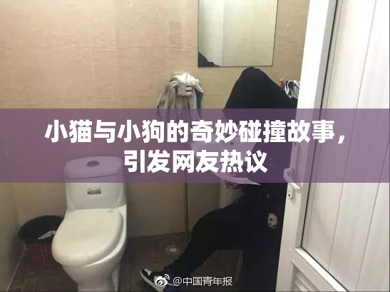 小猫与小狗的奇妙碰撞故事，引发网友热议
