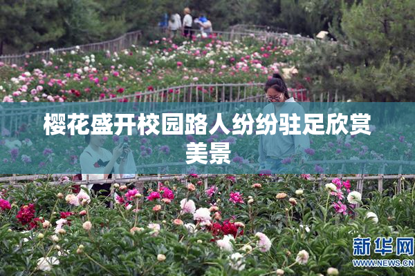 樱花盛开校园路人纷纷驻足欣赏美景