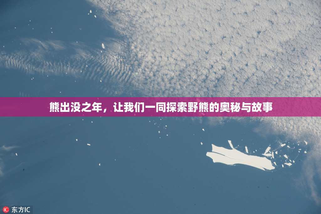 熊出没之年，让我们一同探索野熊的奥秘与故事