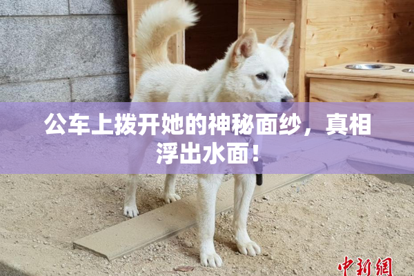 公车上拨开她的神秘面纱，真相浮出水面！
