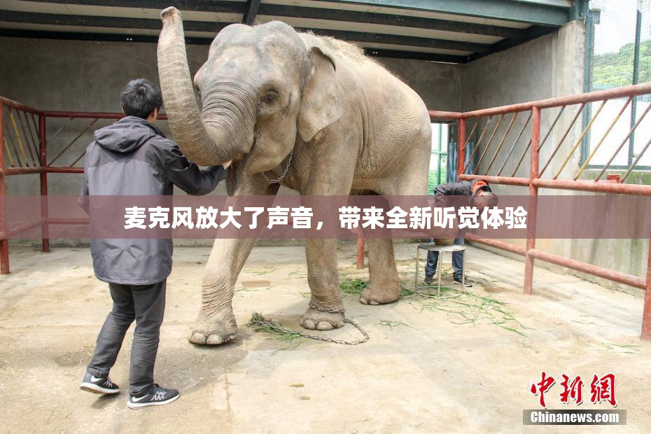 麦克风放大了声音，带来全新听觉体验
