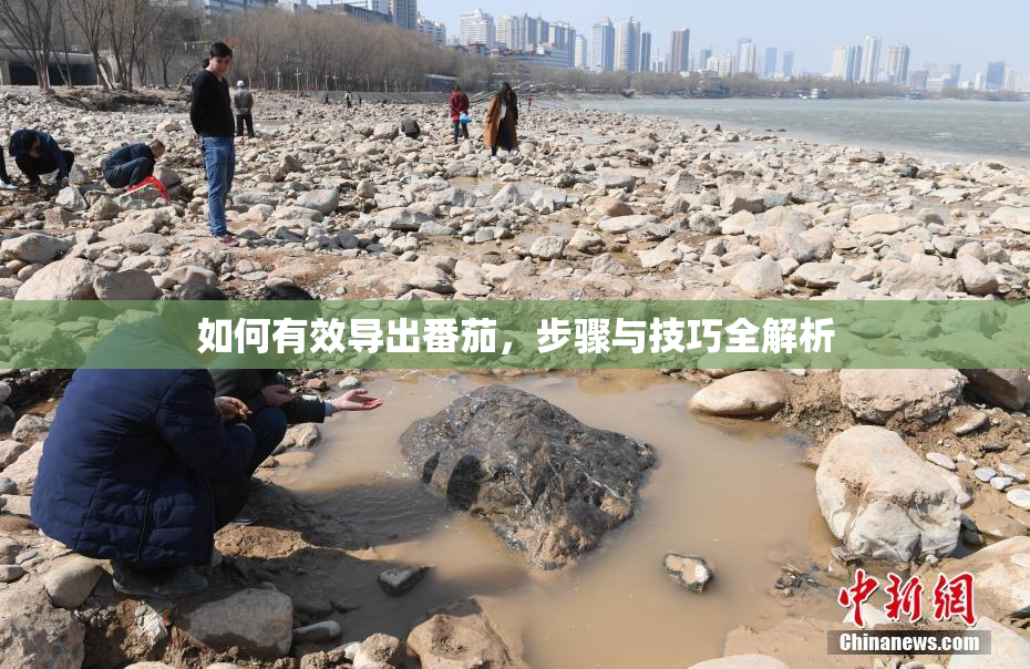 如何有效导出番茄，步骤与技巧全解析