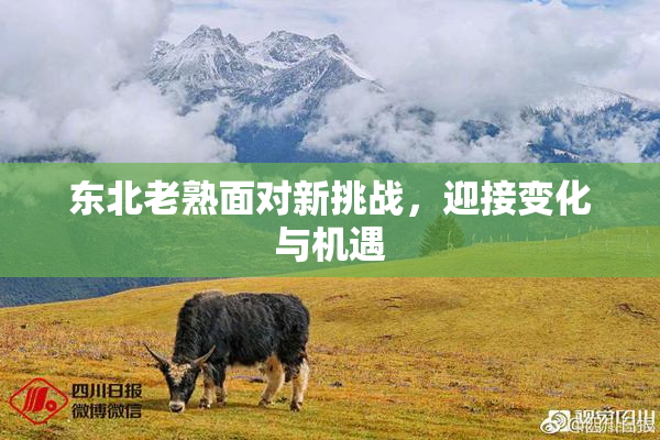 东北老熟面对新挑战，迎接变化与机遇