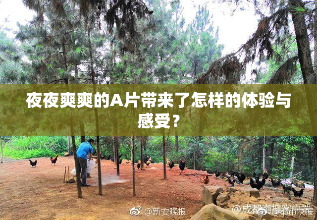 夜夜爽爽的A片带来了怎样的体验与感受？