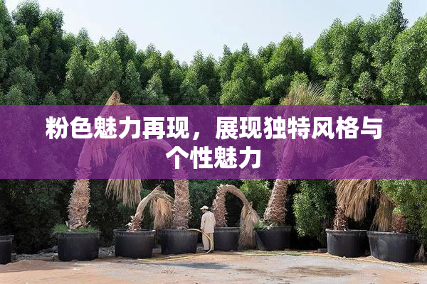 粉色魅力再现，展现独特风格与个性魅力