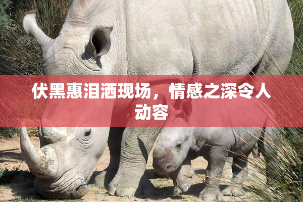 伏黑惠泪洒现场，情感之深令人动容