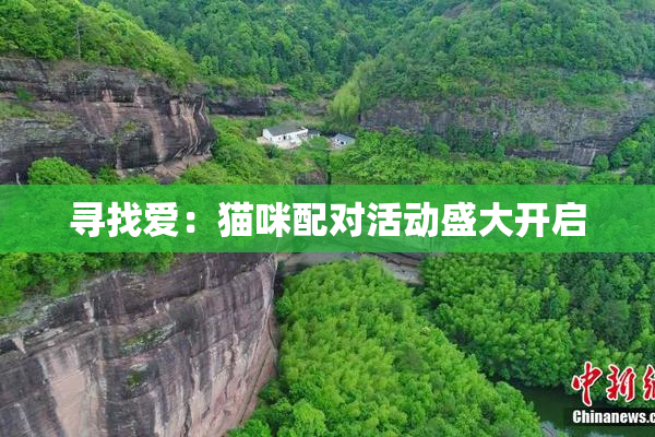 寻找爱：猫咪配对活动盛大开启