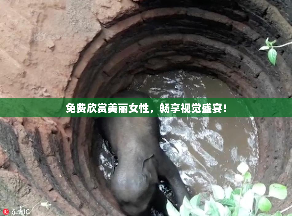 免费欣赏美丽女性，畅享视觉盛宴！