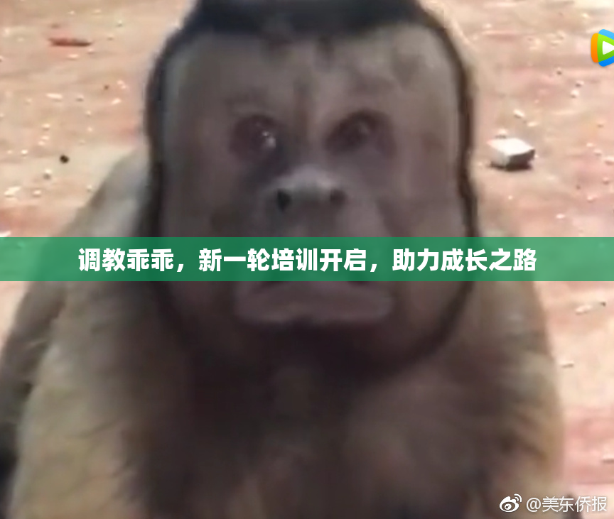 调教乖乖，新一轮培训开启，助力成长之路