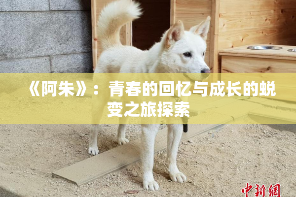 《阿朱》：青春的回忆与成长的蜕变之旅探索