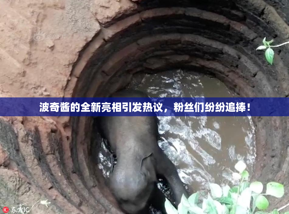 波奇酱的全新亮相引发热议，粉丝们纷纷追捧！