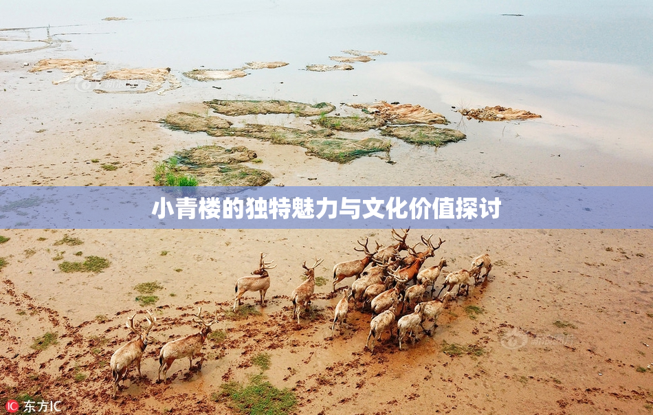 小青楼的独特魅力与文化价值探讨