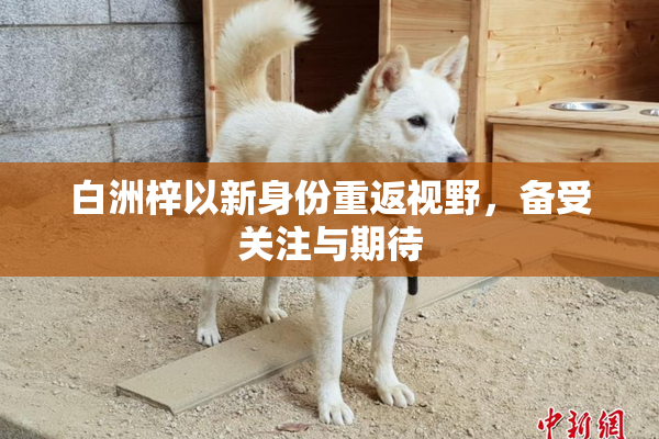 白洲梓以新身份重返视野，备受关注与期待