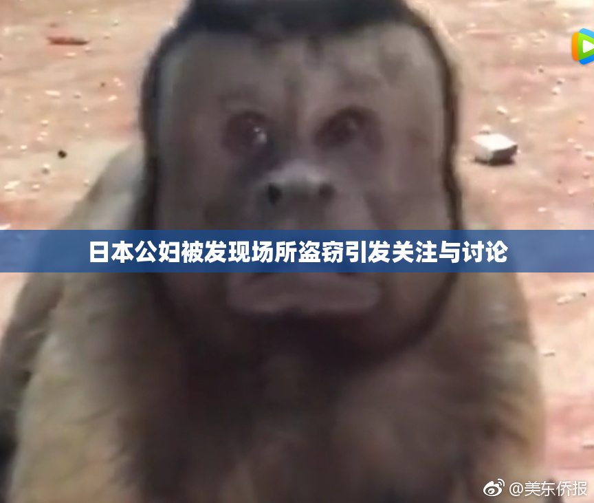 日本公妇被发现场所盗窃引发关注与讨论