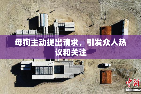 母狗主动提出请求，引发众人热议和关注