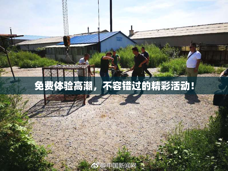 免费体验高潮，不容错过的精彩活动！