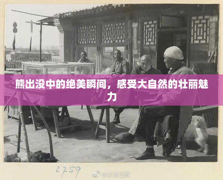 熊出没中的绝美瞬间，感受大自然的壮丽魅力