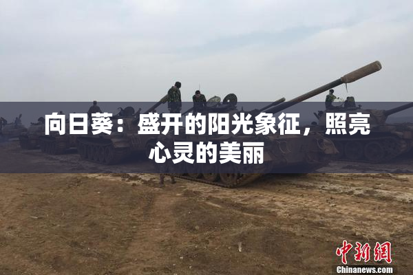 向日葵：盛开的阳光象征，照亮心灵的美丽