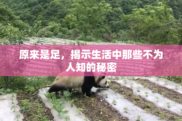 原来是足，揭示生活中那些不为人知的秘密