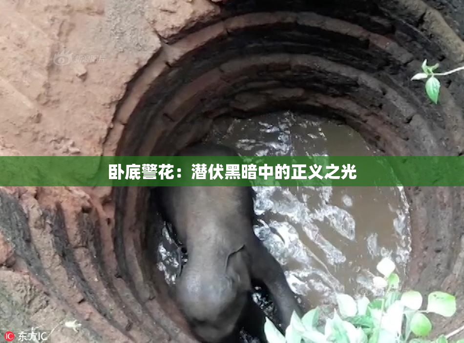 卧底警花：潜伏黑暗中的正义之光