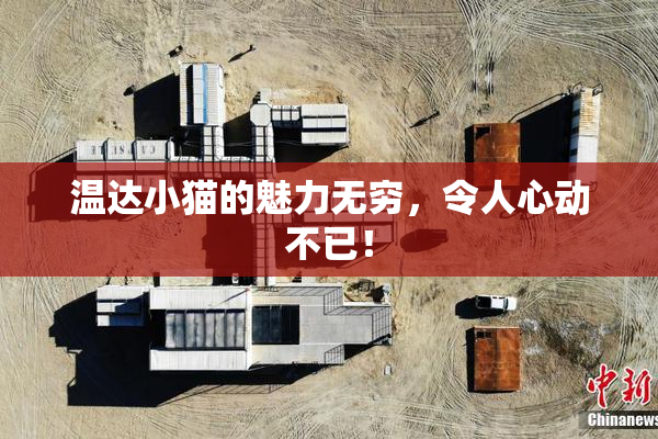 温达小猫的魅力无穷，令人心动不已！