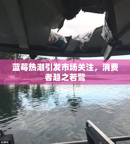 蓝莓热潮引发市场关注，消费者趋之若鹜