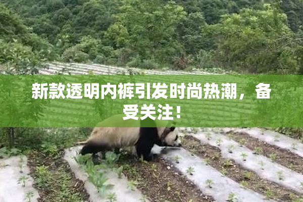 新款透明内裤引发时尚热潮，备受关注！