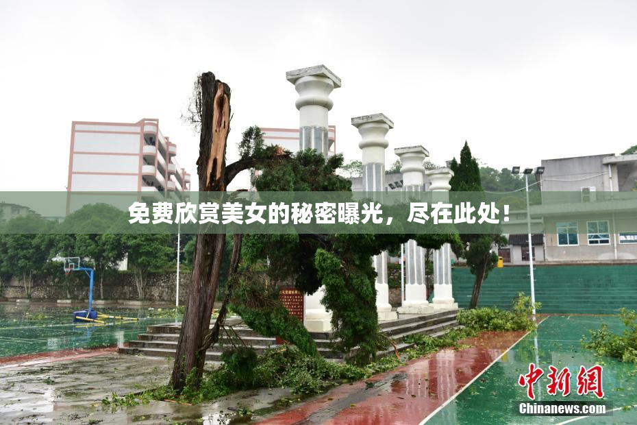 免费欣赏美女的秘密曝光，尽在此处！