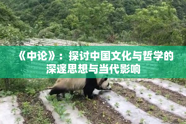 《中论》：探讨中国文化与哲学的深邃思想与当代影响