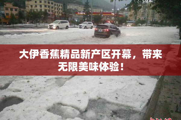 大伊香蕉精品新产区开幕，带来无限美味体验！