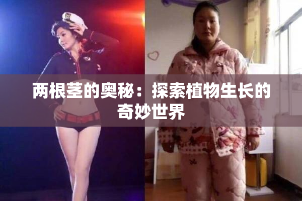 两根茎的奥秘：探索植物生长的奇妙世界