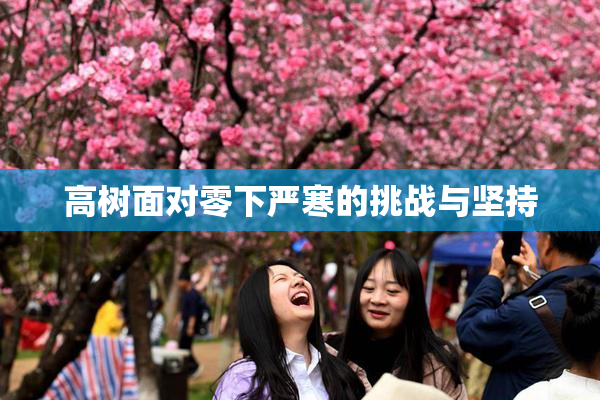 高树面对零下严寒的挑战与坚持