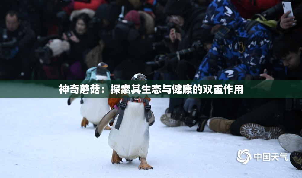 神奇蘑菇：探索其生态与健康的双重作用