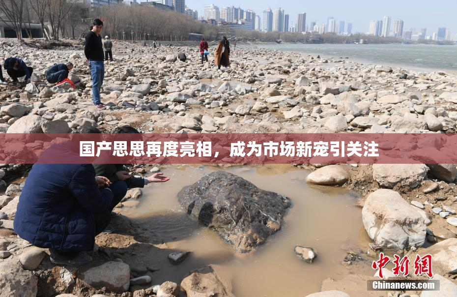 国产思思再度亮相，成为市场新宠引关注