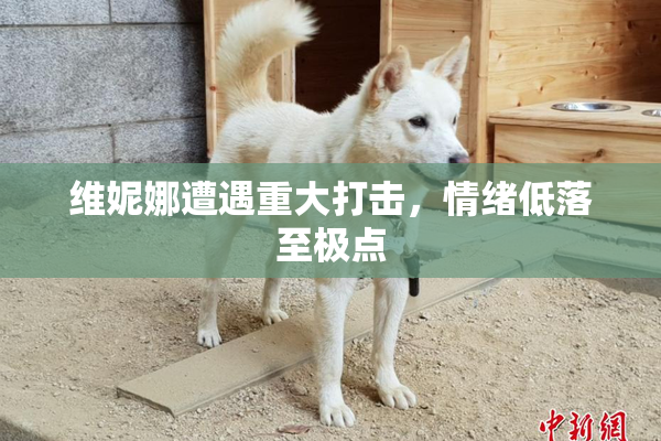 维妮娜遭遇重大打击，情绪低落至极点