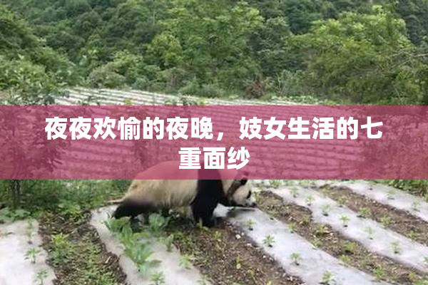 夜夜欢愉的夜晚，妓女生活的七重面纱