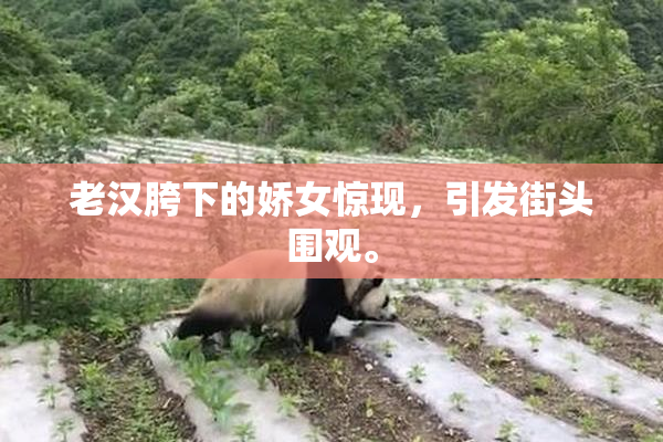老汉胯下的娇女惊现，引发街头围观。