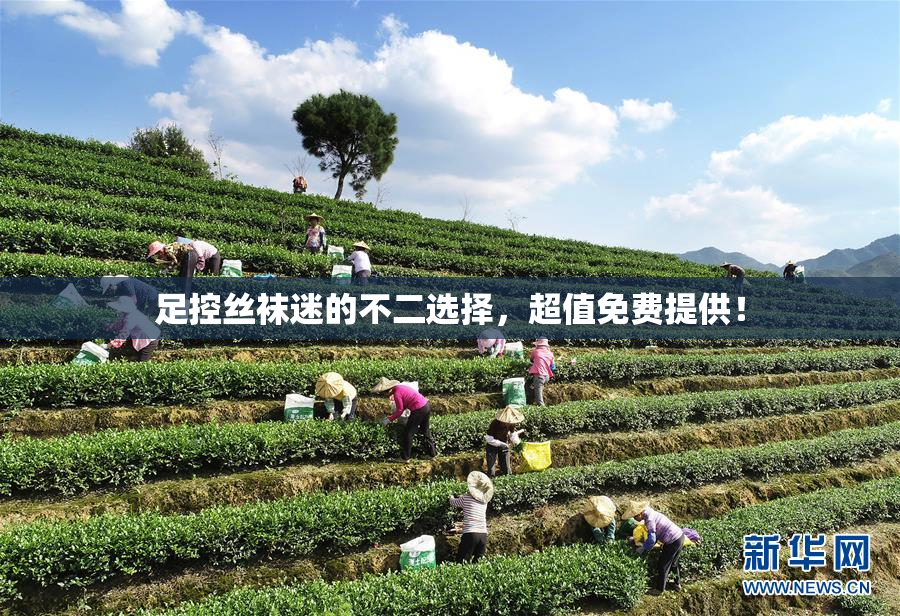 足控丝袜迷的不二选择，超值免费提供！
