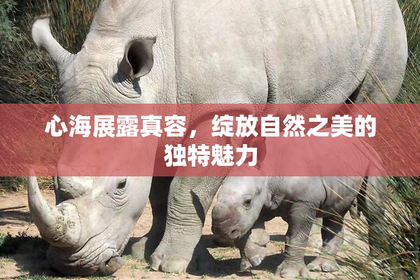 心海展露真容，绽放自然之美的独特魅力