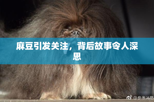 麻豆引发关注，背后故事令人深思