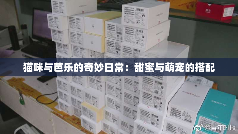 猫咪与芭乐的奇妙日常：甜蜜与萌宠的搭配