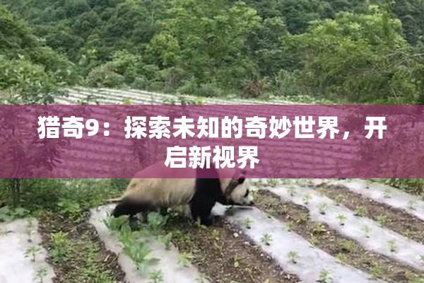 猎奇9：探索未知的奇妙世界，开启新视界