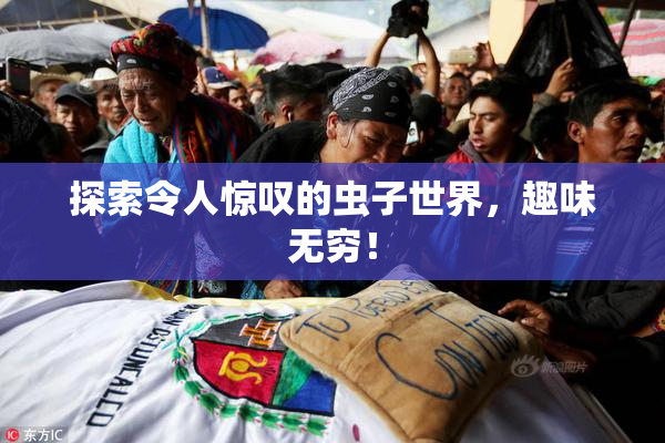 探索令人惊叹的虫子世界，趣味无穷！