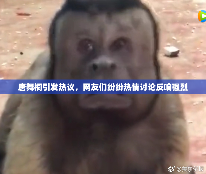 唐舞桐引发热议，网友们纷纷热情讨论反响强烈