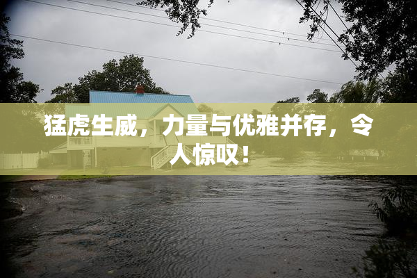 猛虎生威，力量与优雅并存，令人惊叹！