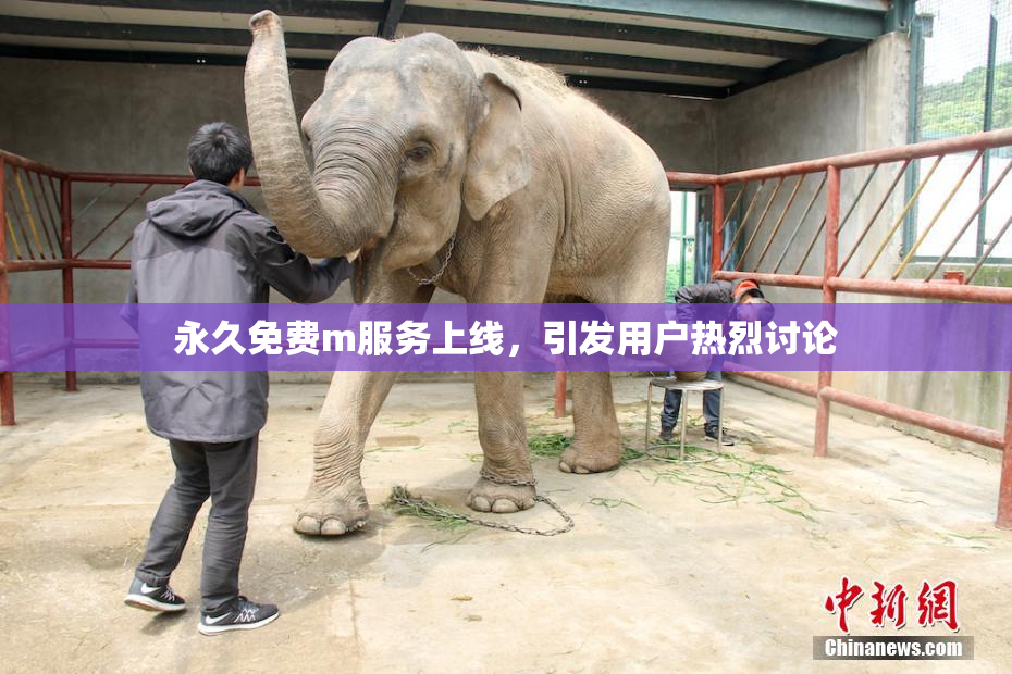 永久免费m服务上线，引发用户热烈讨论