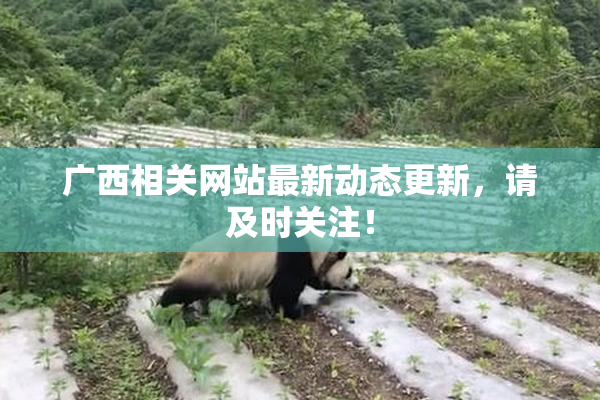 广西相关网站最新动态更新，请及时关注！